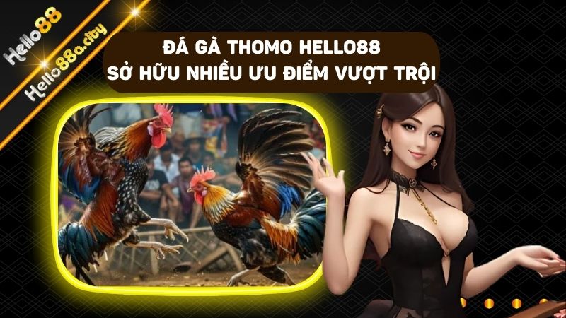 Xem đá gà Thomo tại HELLO88 hoàn toàn hợp pháp